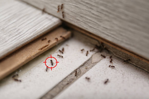 Best Exterminator Services  in Gresham Park, GA